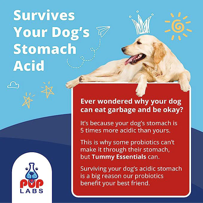Tummy Essentials - Image 4